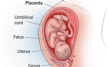 What is Placenta for Class 10