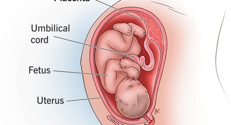 What is Placenta for Class 10