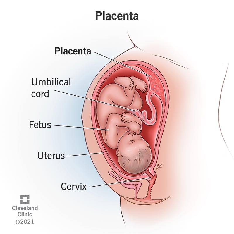 What Is The Main Function Of Placenta Class 10