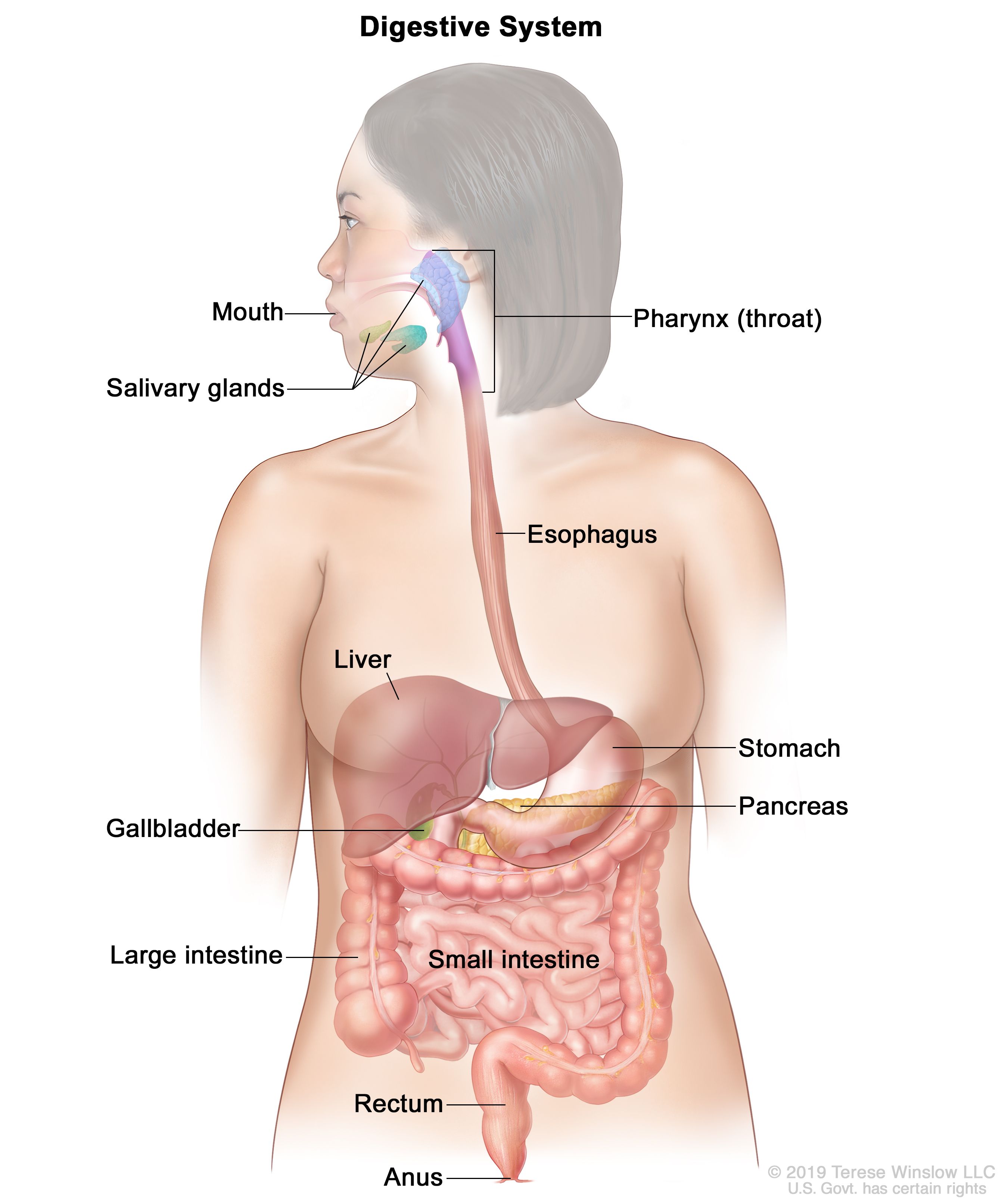 What Is Digestive System Class 7th