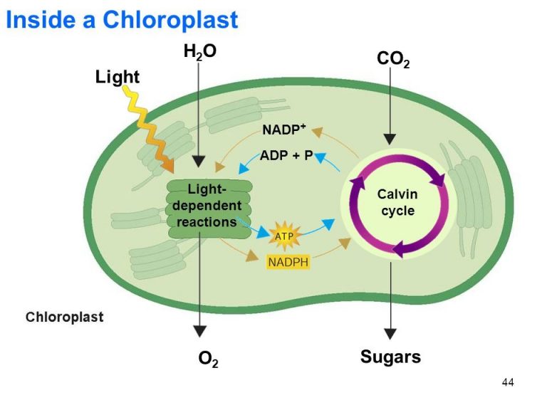 Steps of Photosynthesis - CBSE Class Notes Online - Classnotes123