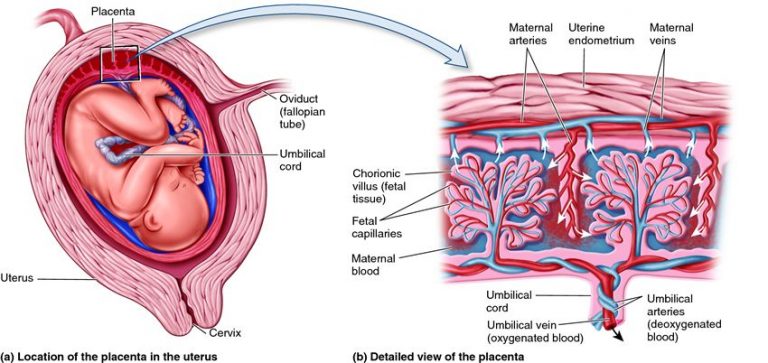 what-is-placenta-class-10th-cbse-class-notes-online-classnotes123