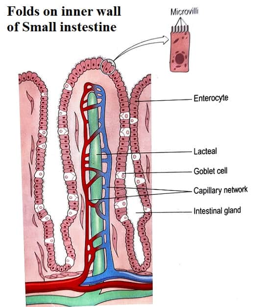 How is the Small Intestine designed to absorb Digested Food