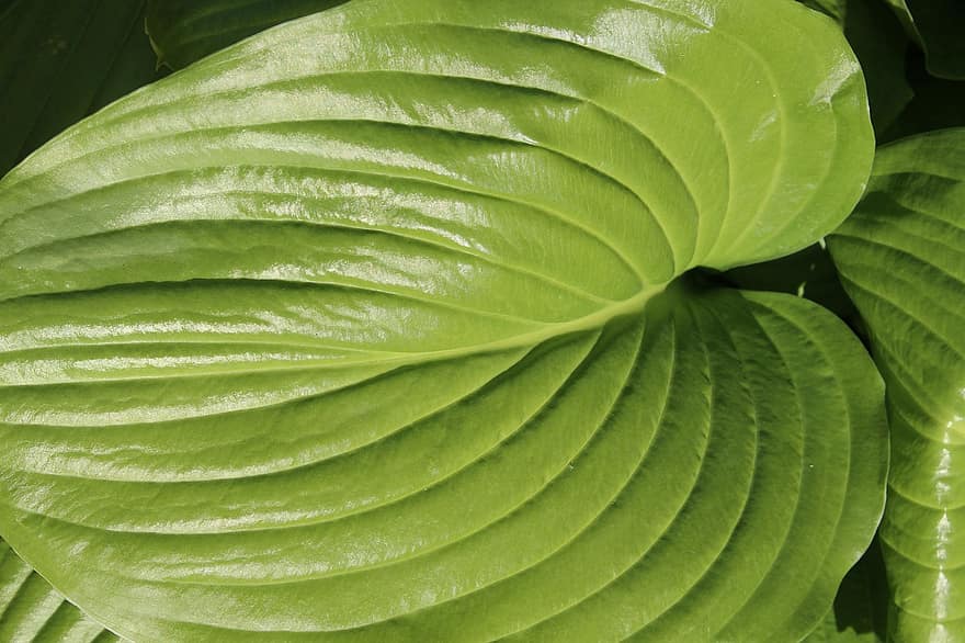 10 Important Adaptations of leaves for Photosynthesis