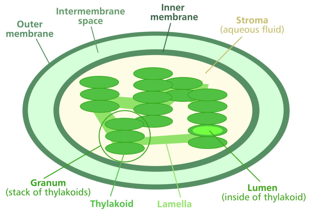 Choloroplast Role In Photosynthsis 1024x724 