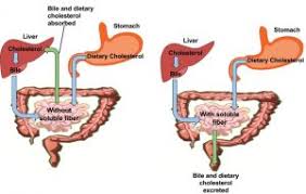 How are Fats Digested in our Body ? Where does this process take place? - class 10