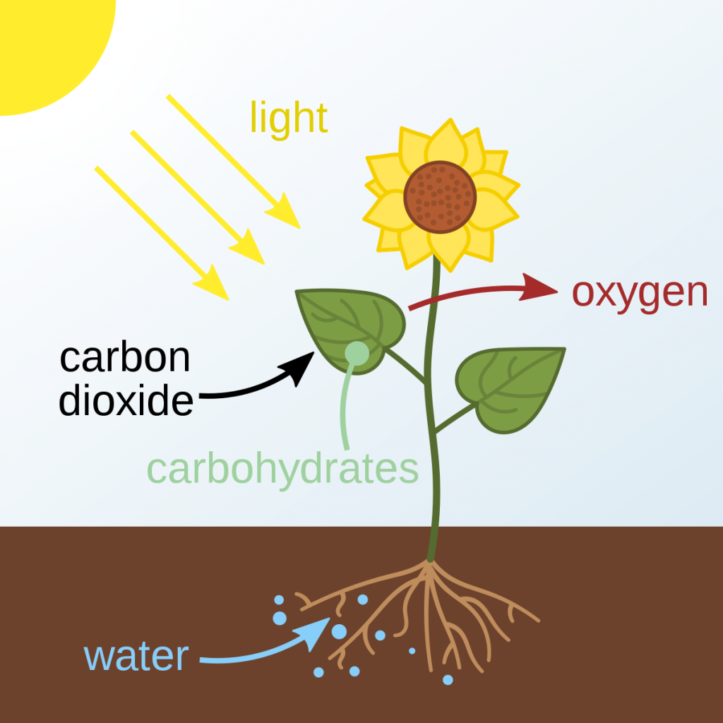 Autotrophic Nutrition class 10