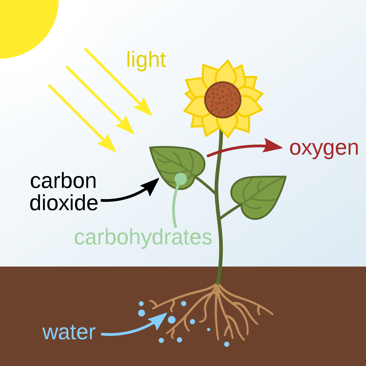 Autotrophic Nutrition Significance ,Types, Organisms and Examples