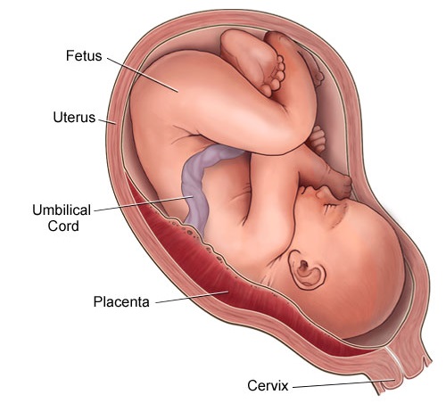 How does the Embryo get Nourishment Inside the Mother's Body