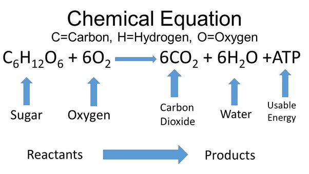 Write The Balanced Chemical Equation For Cellular Respiration