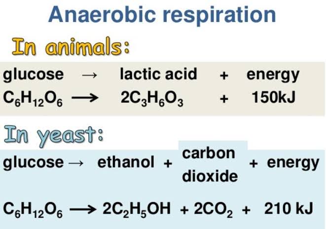 differentiate between aerobic and anaerobic respiration