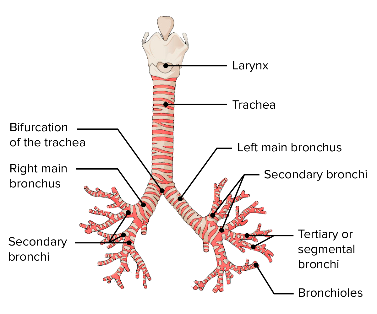 Tracheobronchial Tree Gif Respiratory Care Bronchial | My XXX Hot Girl