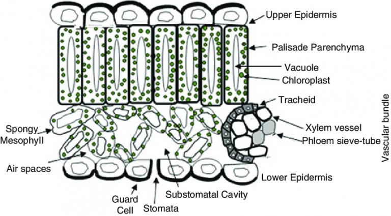 Cross Section of Leaf Class 10 - CBSE Class Notes Online - Classnotes123