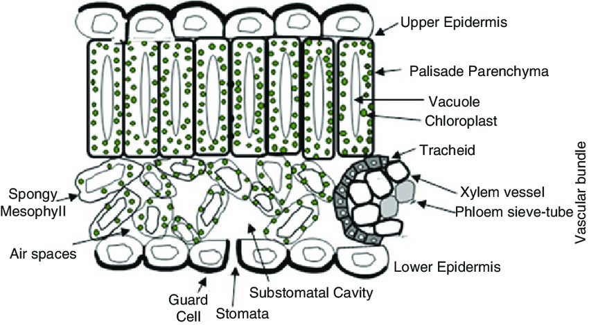 leaf cross section diagram