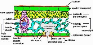 Cross Section of Leaf Class 10 - CBSE Class Notes Online - Classnotes123