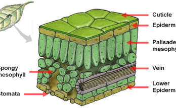 Cross Section of Leaf