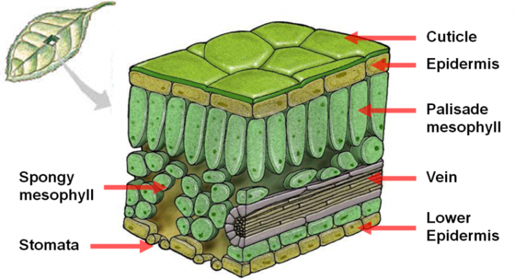 Cross Section of Leaf