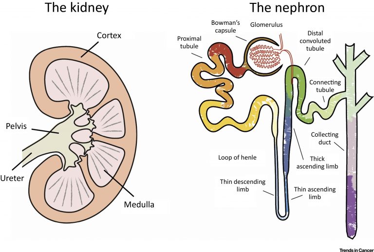 Excretion in Animals - CBSE Class Notes Online - Classnotes123