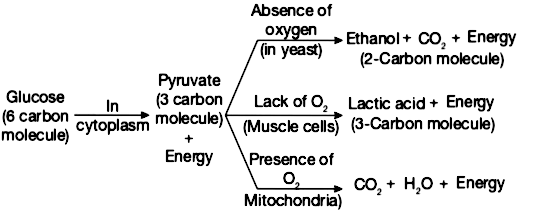 differences-between-aerobic-and-anaerobic-respiration-protonstalk