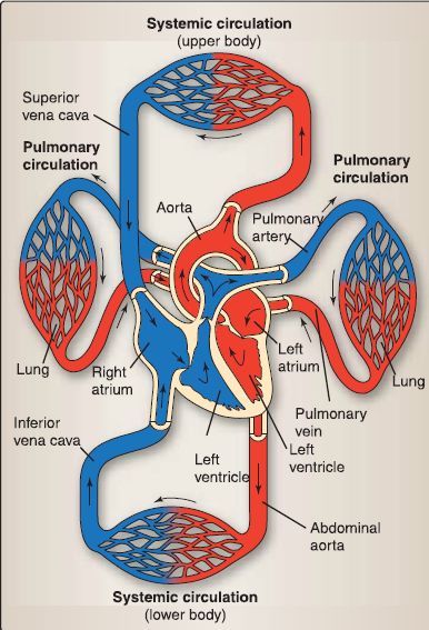 Double Circulation Diagram Class 10 CBSE Class Notes Online 