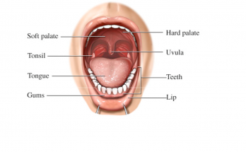 The Role of the Mouth in the Digestion of Food