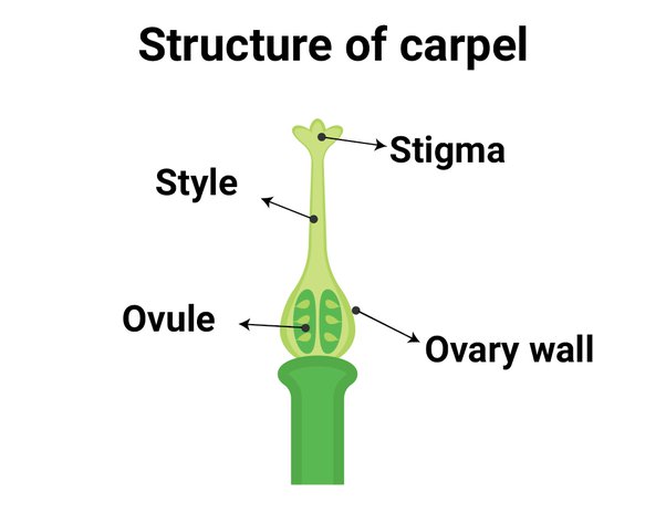 parts of flower class 10 diagram