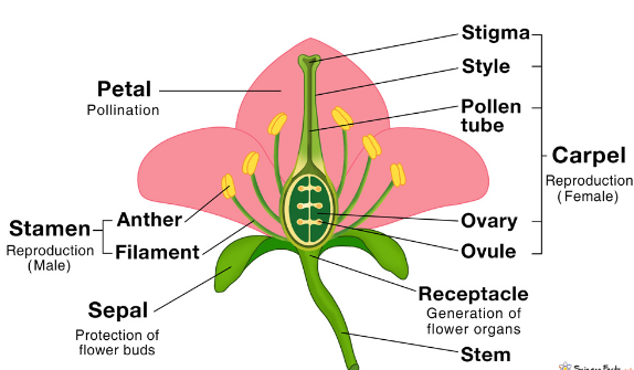 parts of flower for class 10th