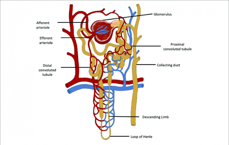 Important Functions Of Nephron Class Cbse Class Notes Online Classnotes