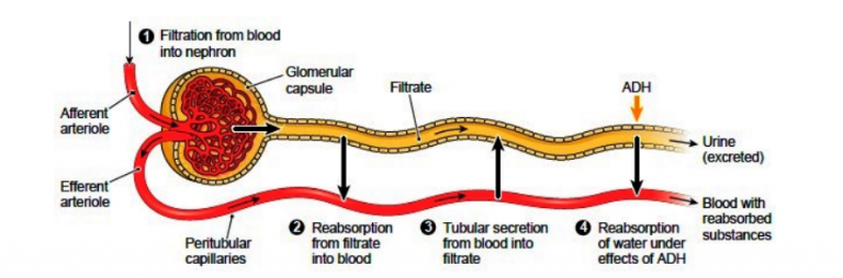 Functioning Of Nephron Class Cbse Class Notes Online Classnotes