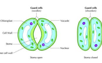 How do the Guard cells Regulate Opening and Closing of Stomatal Pores - class 10