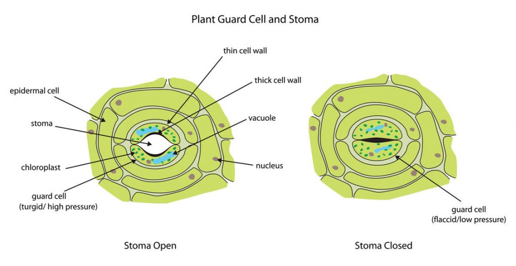 How do the Guard cells Regulate Opening and Closing of Stomatal Pores