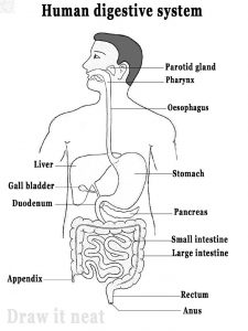 Human Alimentary Canal Diagram Class 10 - CBSE Class Notes Online ...