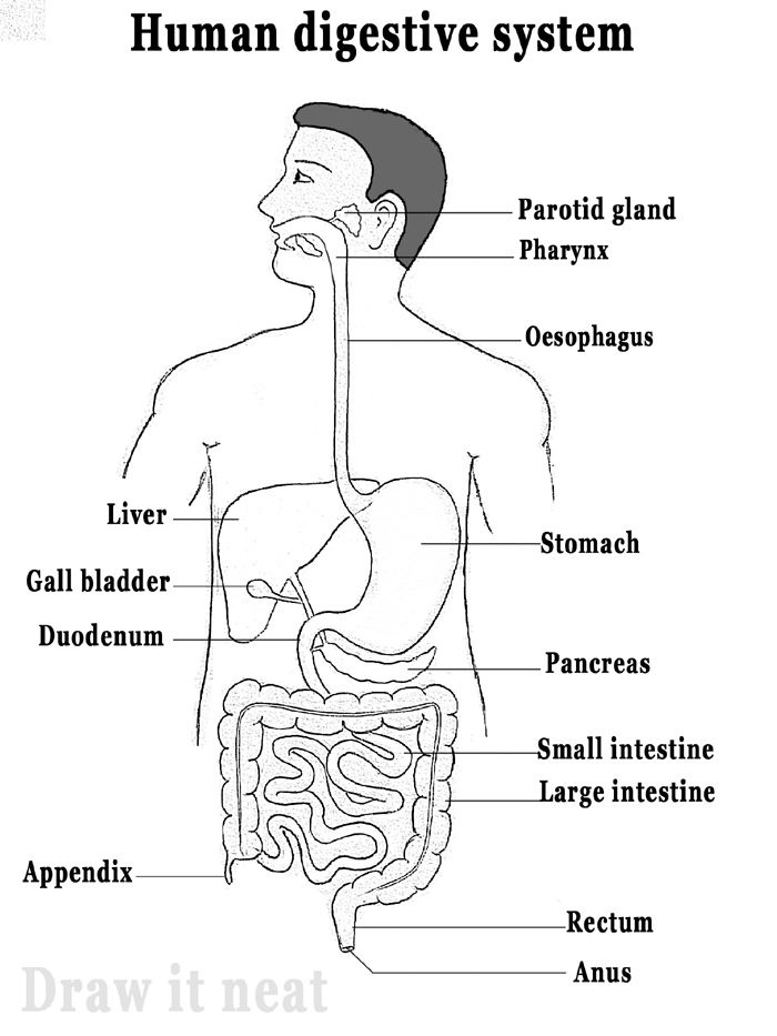 Easy to draw , neatly labelled digestive system diagram for class 10 