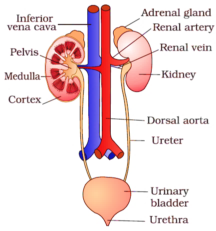Excretory System Diagram Class 10