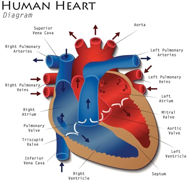 diagram of heart class 10