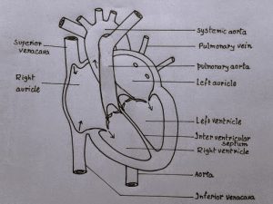 Human Heart Diagram Class 10th - CBSE Class Notes Online - Classnotes123