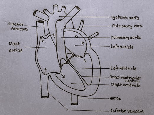 diagram of heart for  class 10