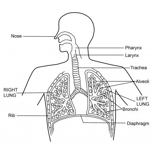 Respiratory System Diagram - class 10th