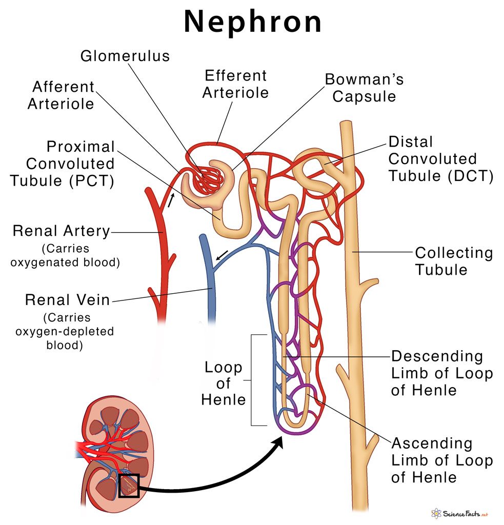 Structure of Nephron Class 10 -  Nephron Diagram