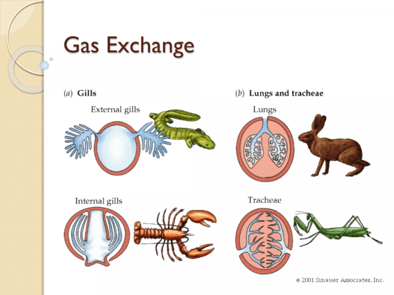 Respiration in Animals - Class 10 - CBSE Class Notes Online - Classnotes123