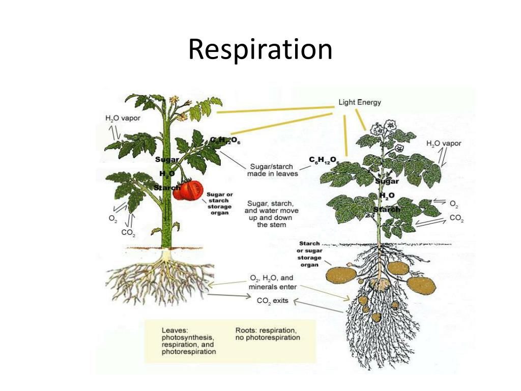 Plant Respiration Diagram Plant Respiration Diagram