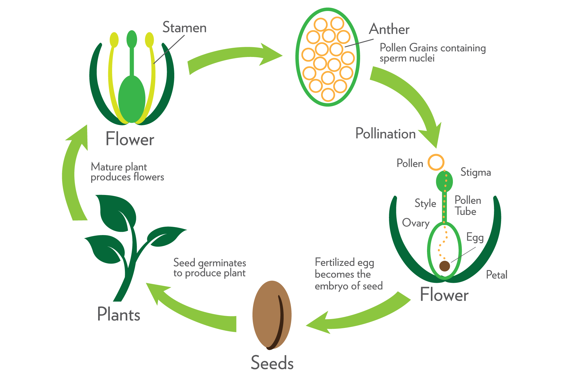 Sexual Reproduction In Flowering Plants Class 10th 