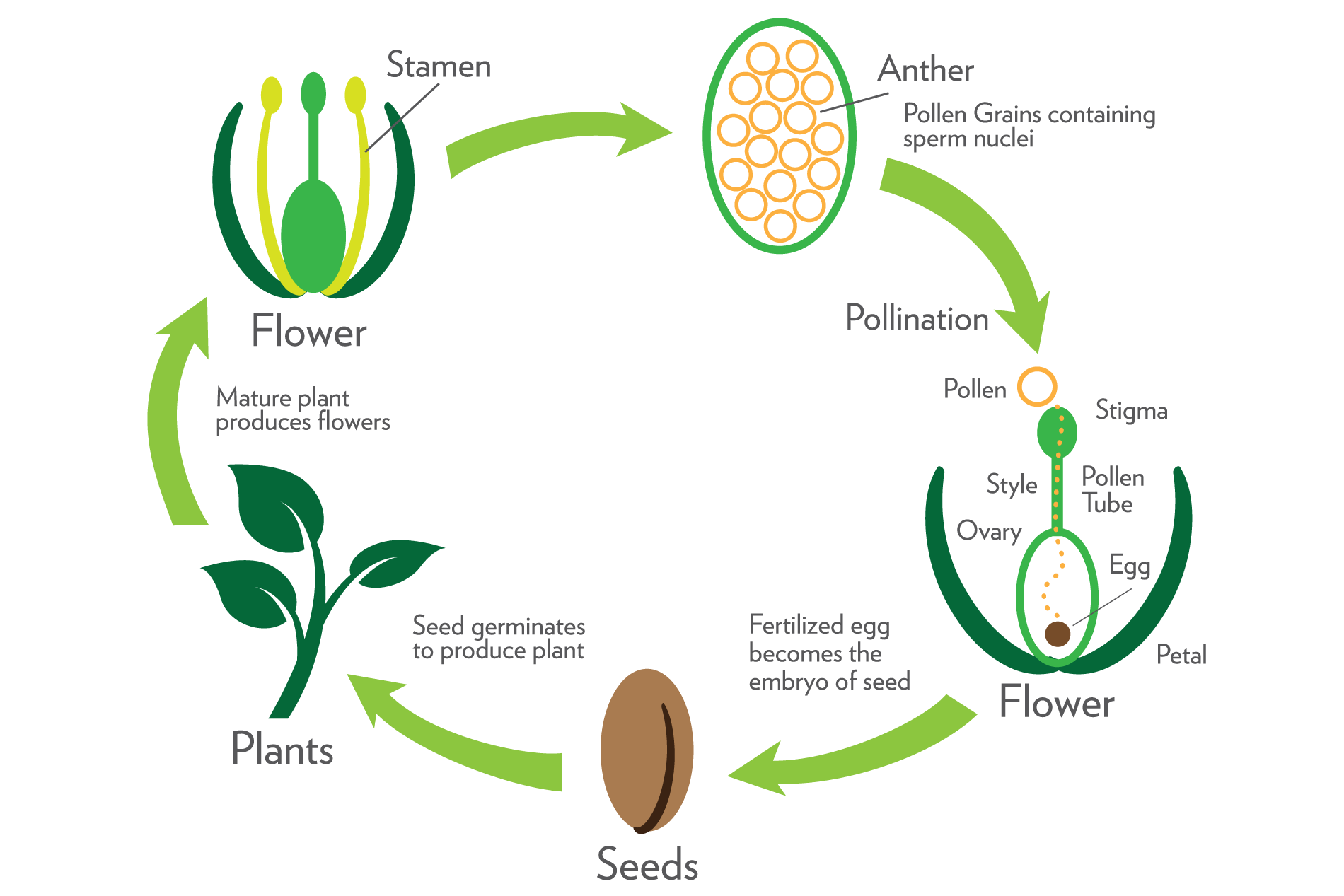 Flowers Reproduce Hot Sex Picture   Sexual Reproduction In Flowering Plants Class 10th 