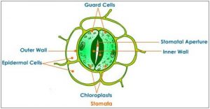 Stomata Diagram -Class 10 - CBSE Class Notes Online - Classnotes123