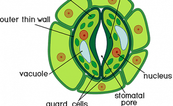 Open and Closed Stomata Diagram class 10