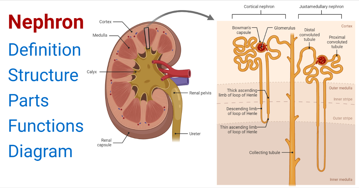 Structure Of Nephron Class 10 