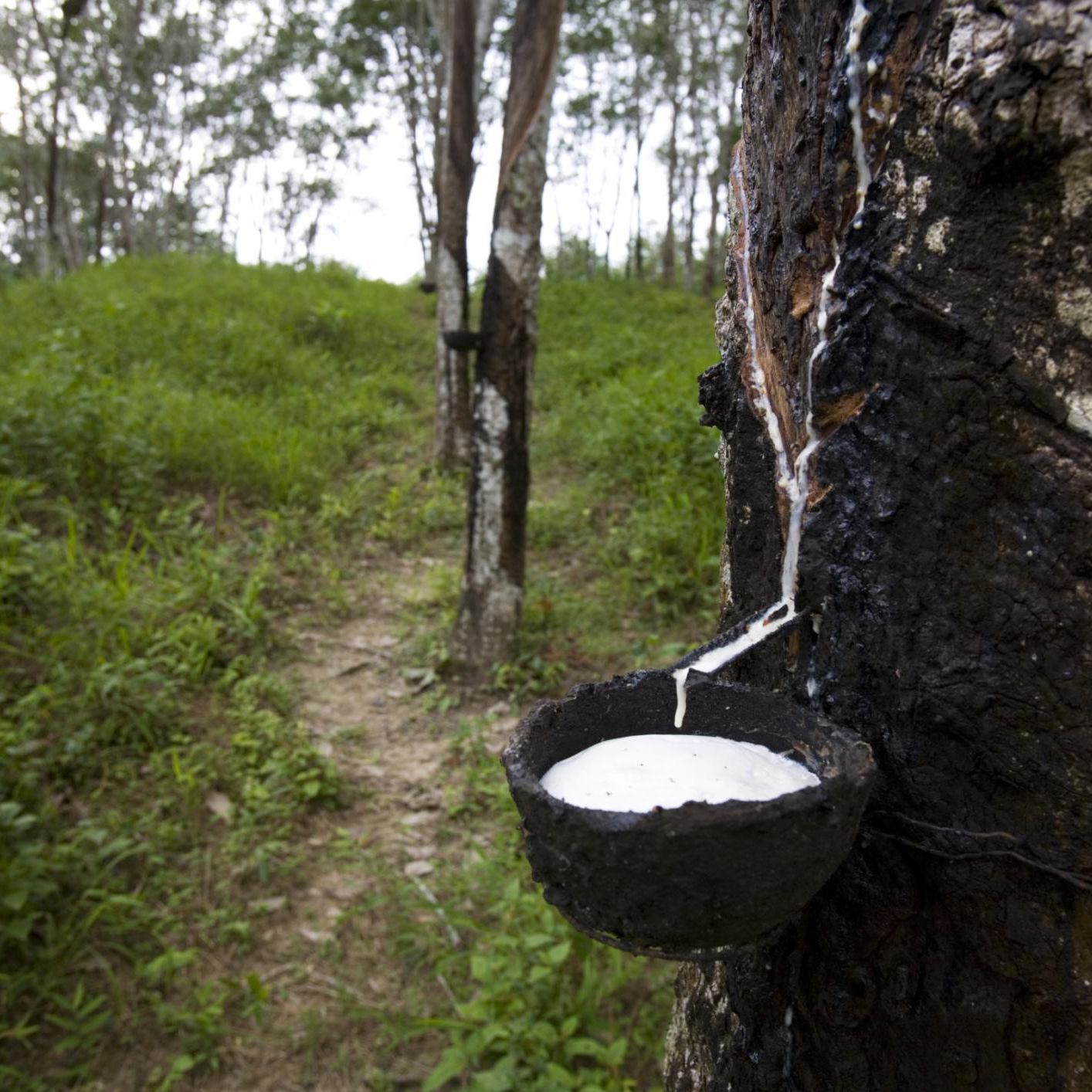 What are the Methods used by Plants to get Rid of Excretory Products