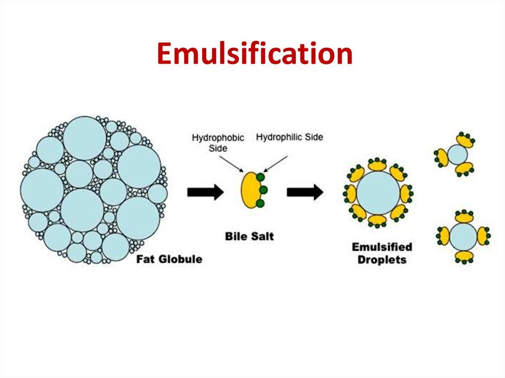 What Is The Significance Of Emulsification Of Fats Cbse Class Notes