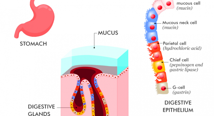What will happen if Mucus is not Secreted by the Gastric Glands class 10