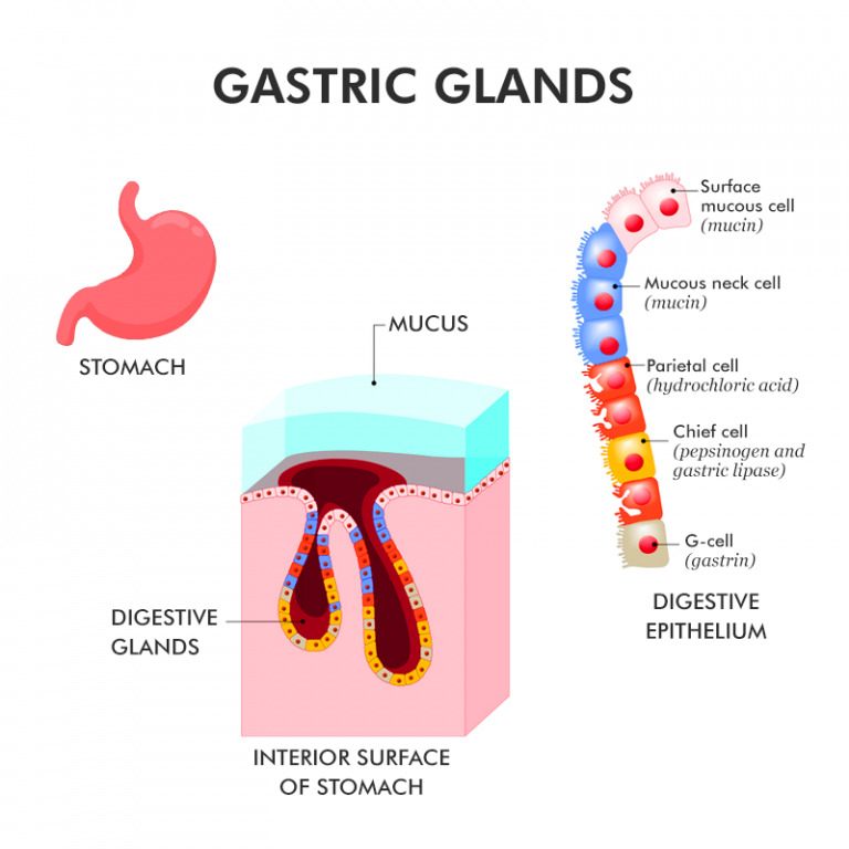 Digestive Glands Definition , Types and Functions CBSE Class Notes